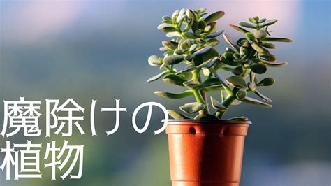 日本參樹風水|魔除けで運気UP！風水におすすめの植物11選！特徴や花言葉も。